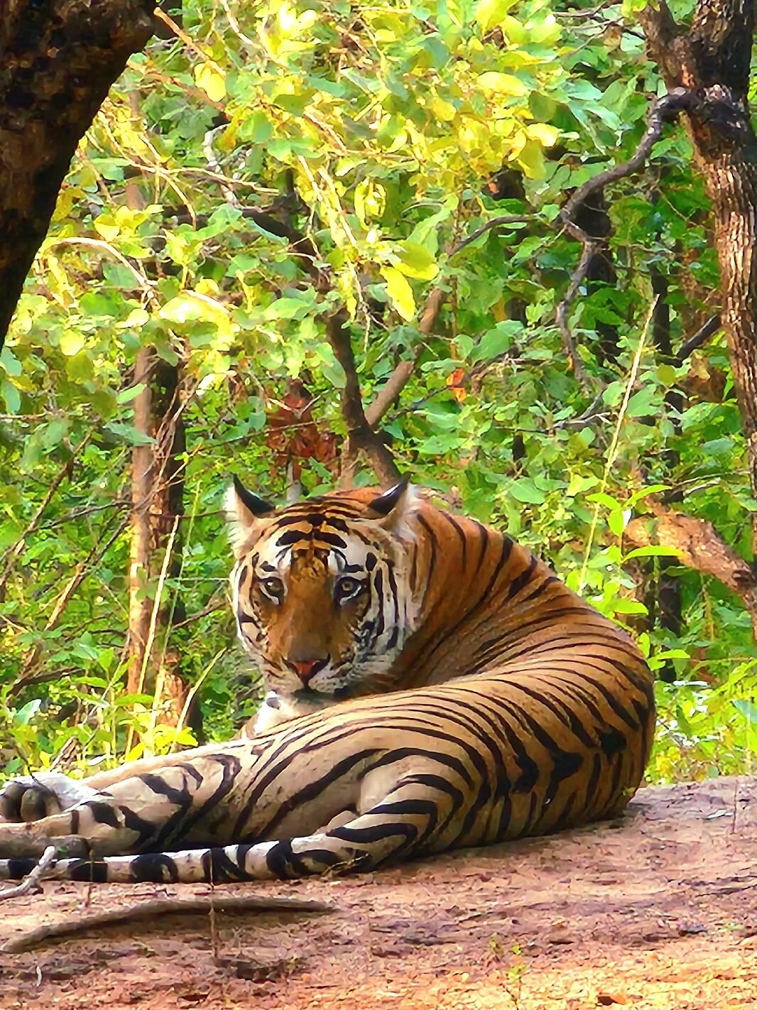 Bandhavgarh National Park