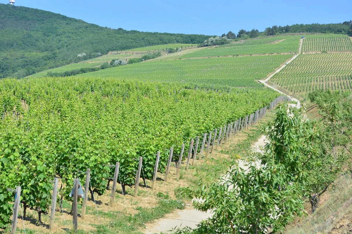 Tokaj Wine Region