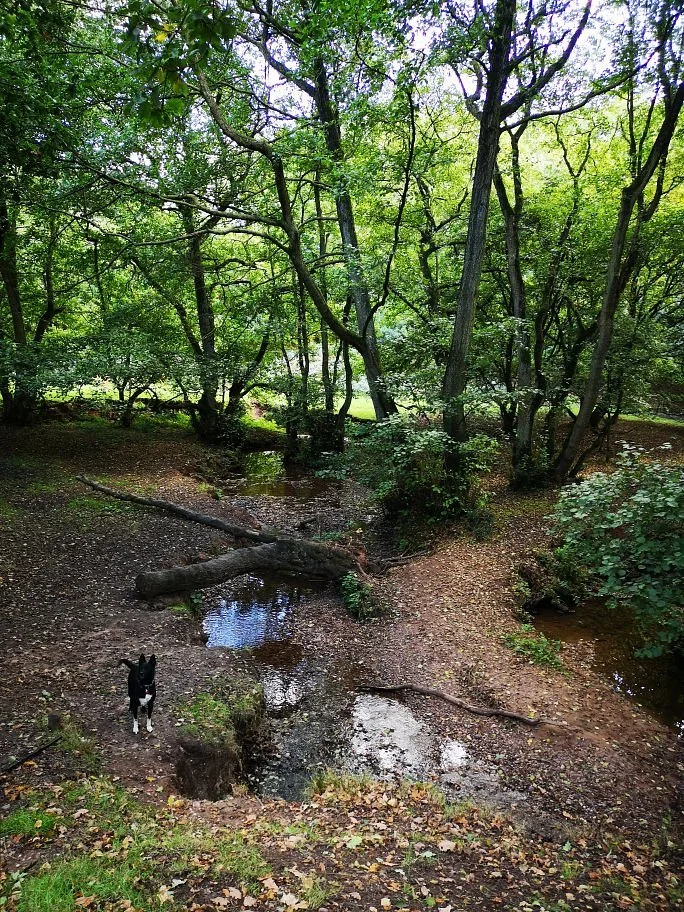 Downs Banks