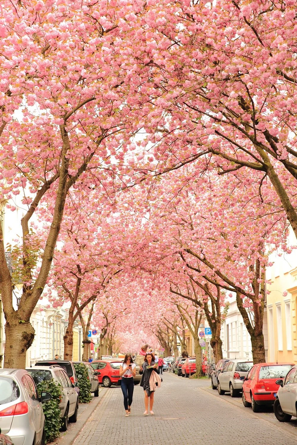 Cherry Blossom