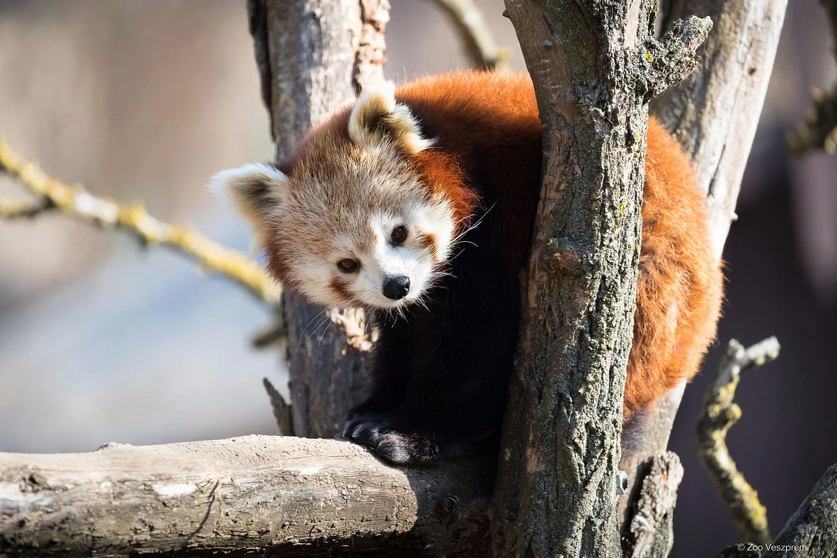 Veszprem Zoo