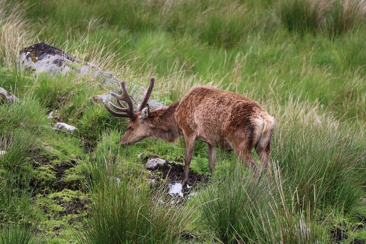 The Galloway Forest Park Red Deer Range