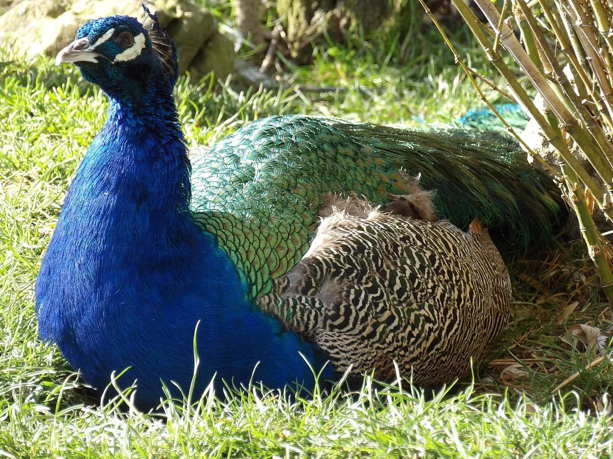 Woodside Animal Farm and Leisure Park
