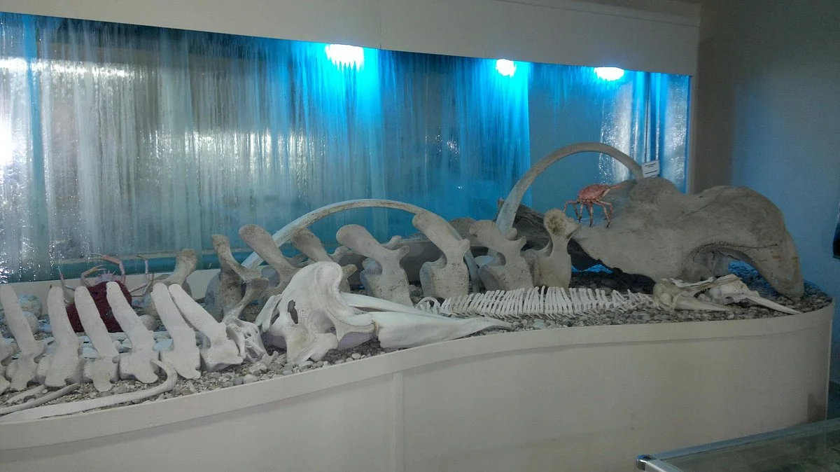 Corfu Shell Museum