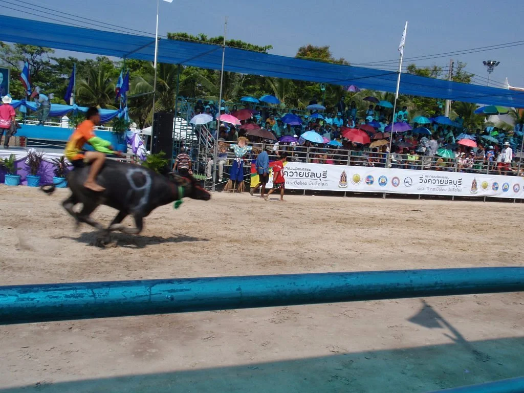 Buffalo Racing Festival