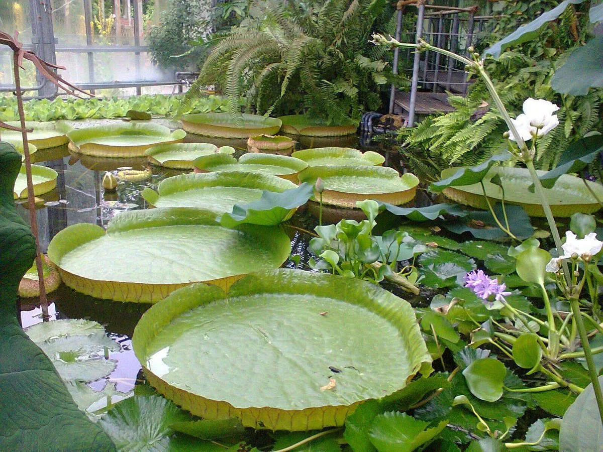 Kiel Botanical Gardens