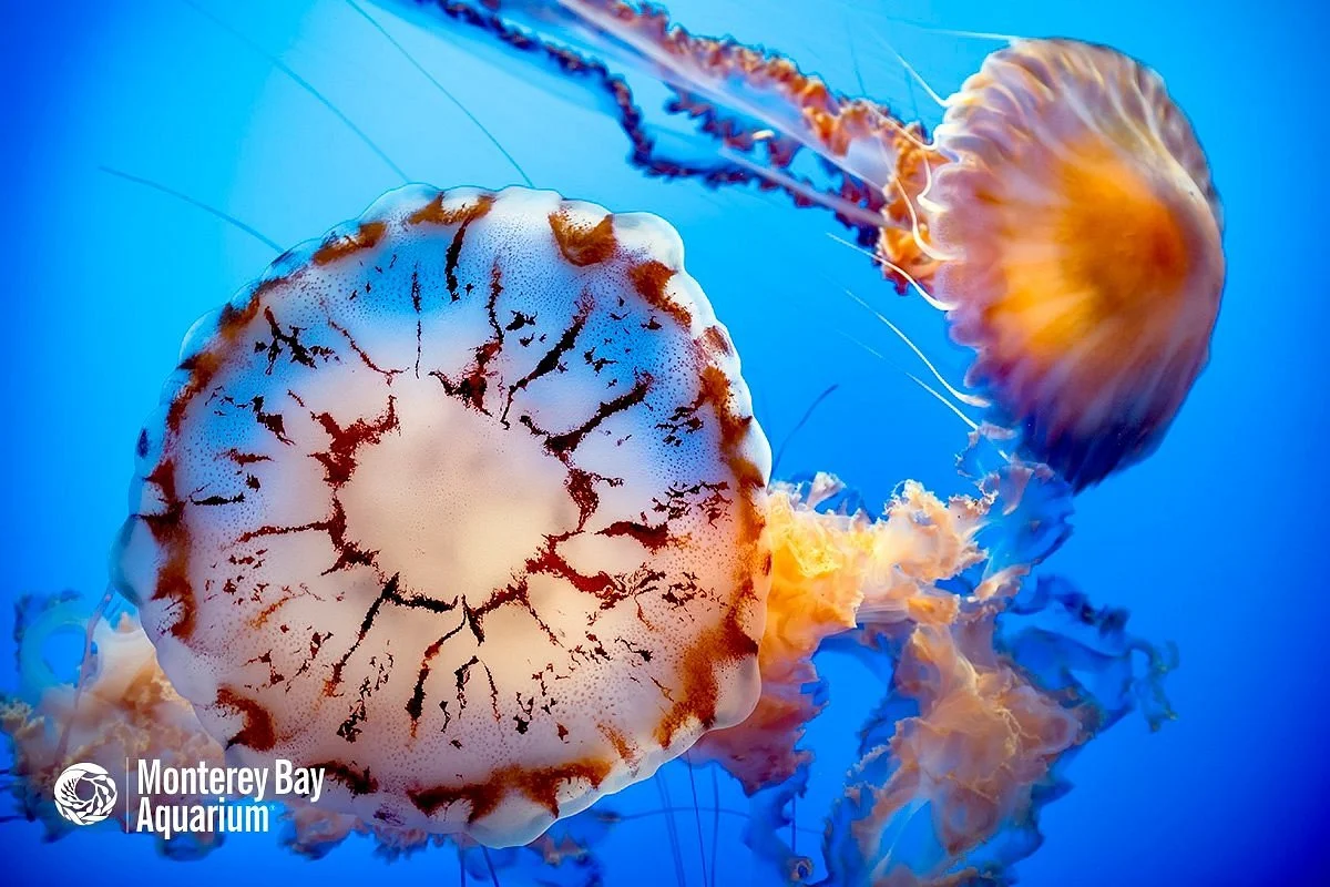 Monterey Bay Aquarium
