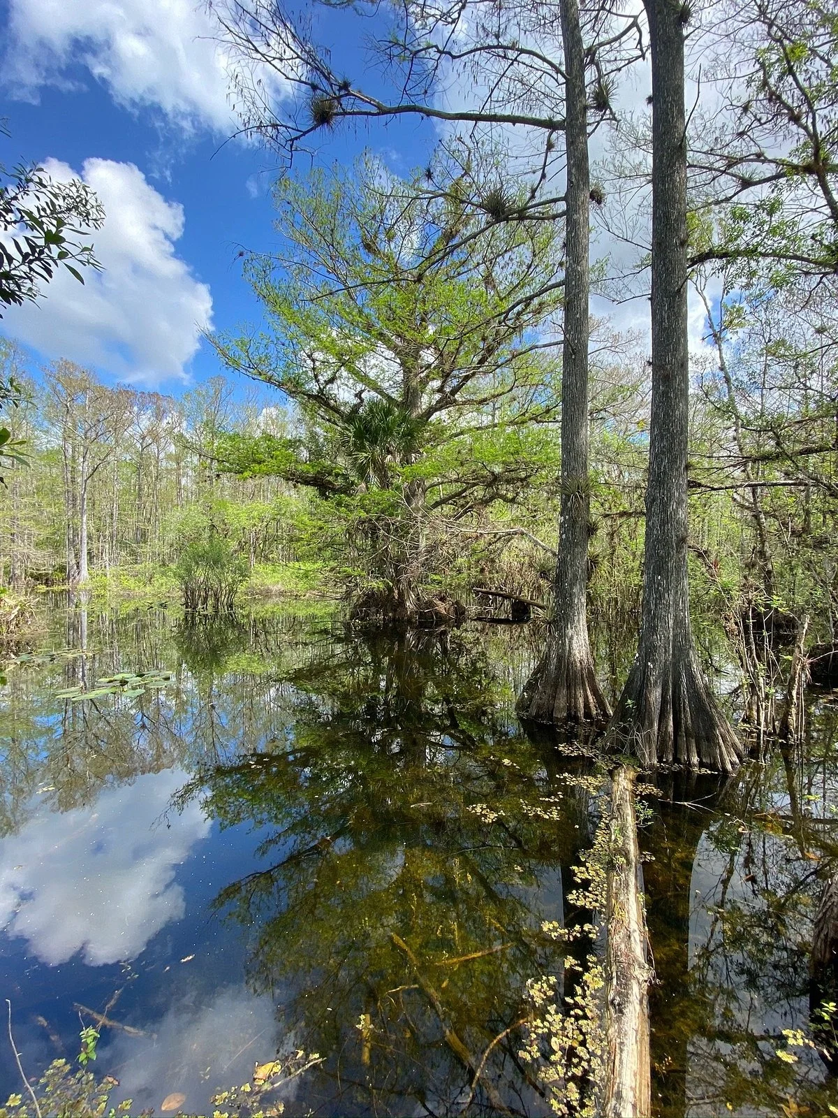 Six Mile Cypress Slough Preserve