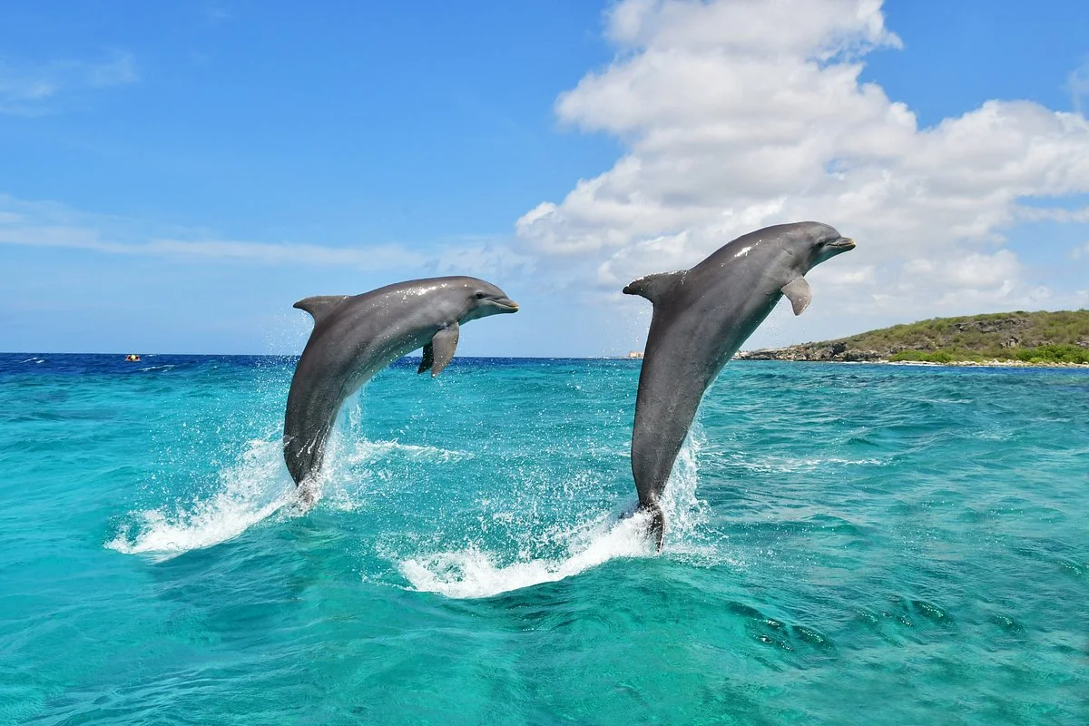 Dolphin Academy Curacao