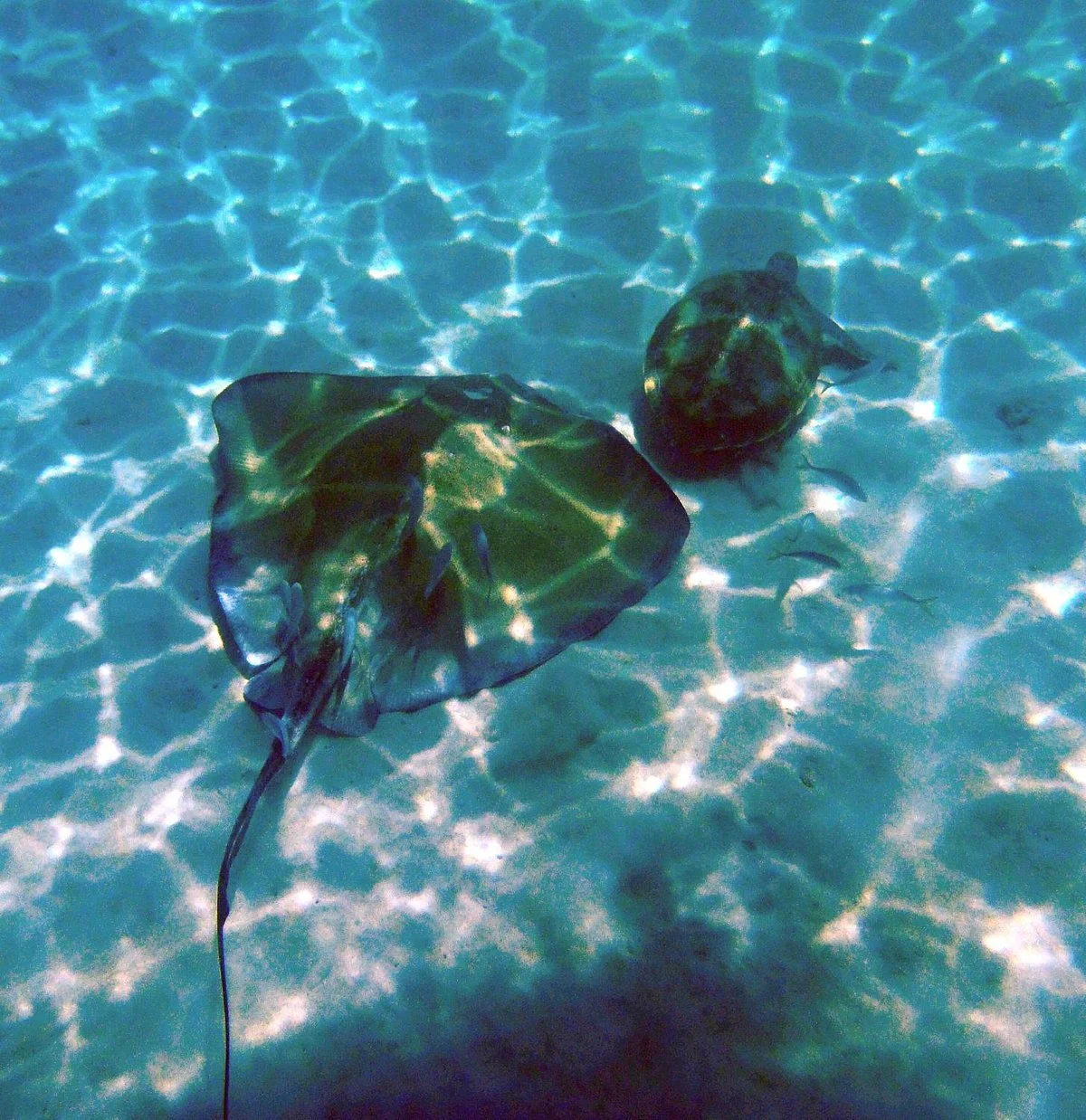 Calabaza Sailing Cruises