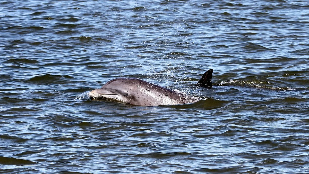 Captain Derek's Dolphin Adventure