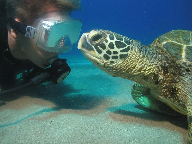 In2Scuba Diving Maui Dive Co.