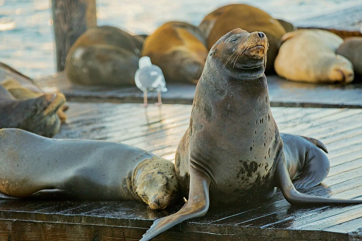Pier 39