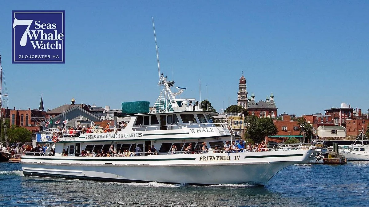 7 Seas Whale Watch