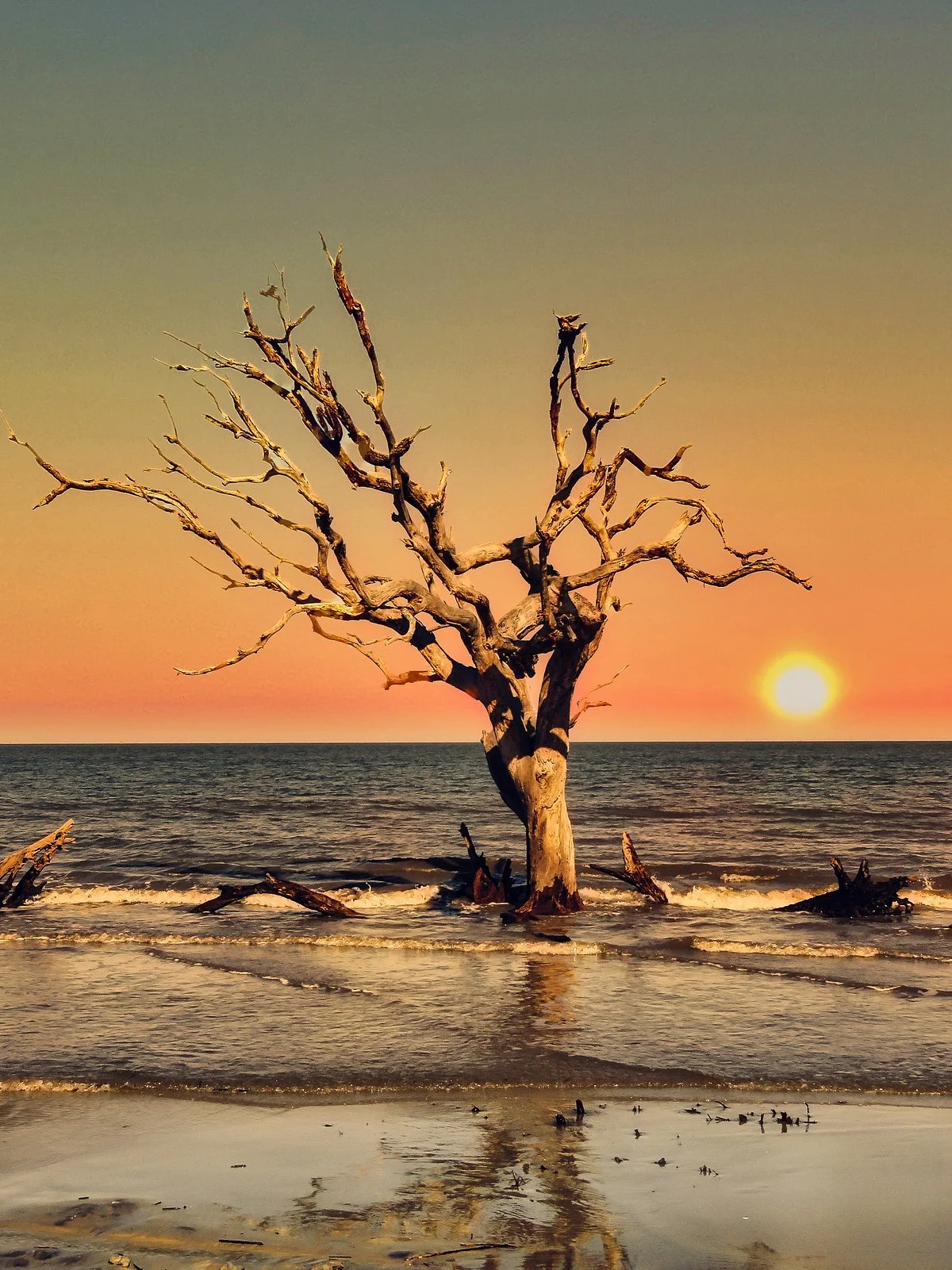 Driftwood Beach