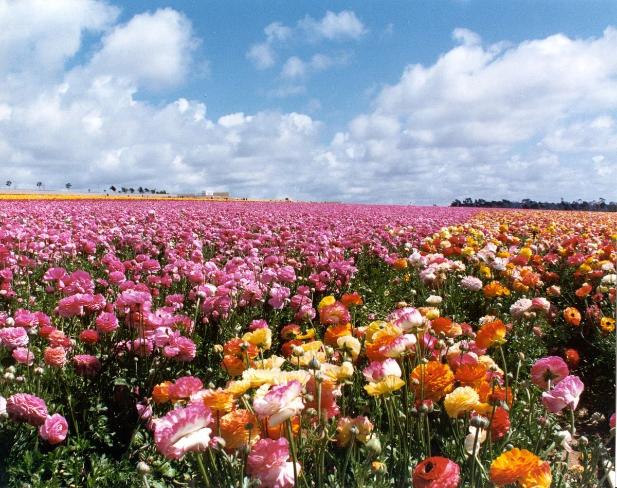 The Flower Fields at Carlsbad Ranch