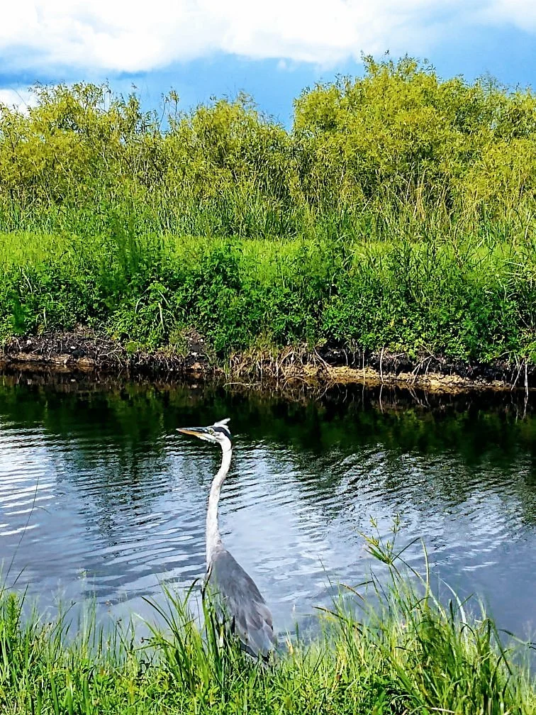 Lake Apopka Wildlife Trail