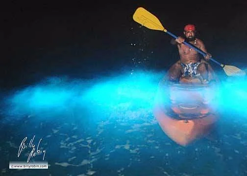 Bioluminescent Mosquito Bay