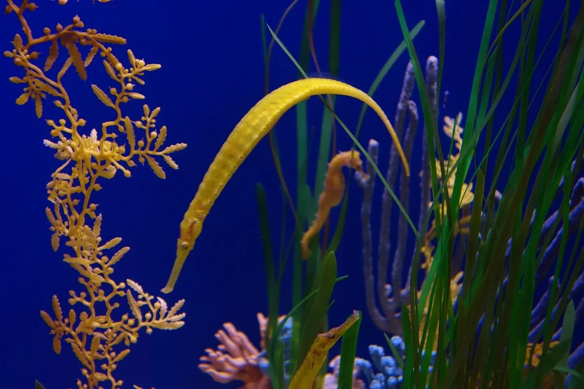 The Florida Aquarium