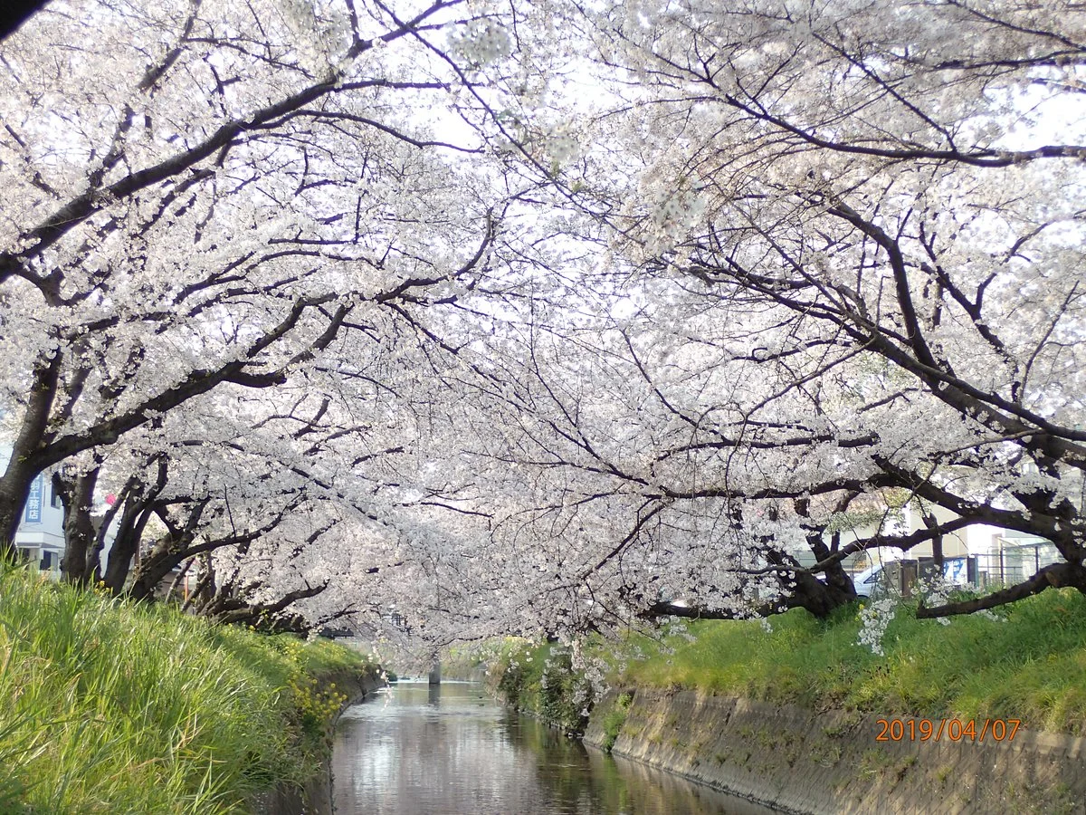 Cherry Trees along the Gojo River bank