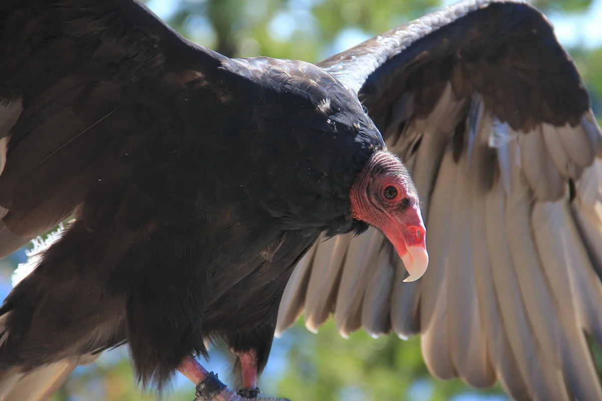 Cascades Raptor Center