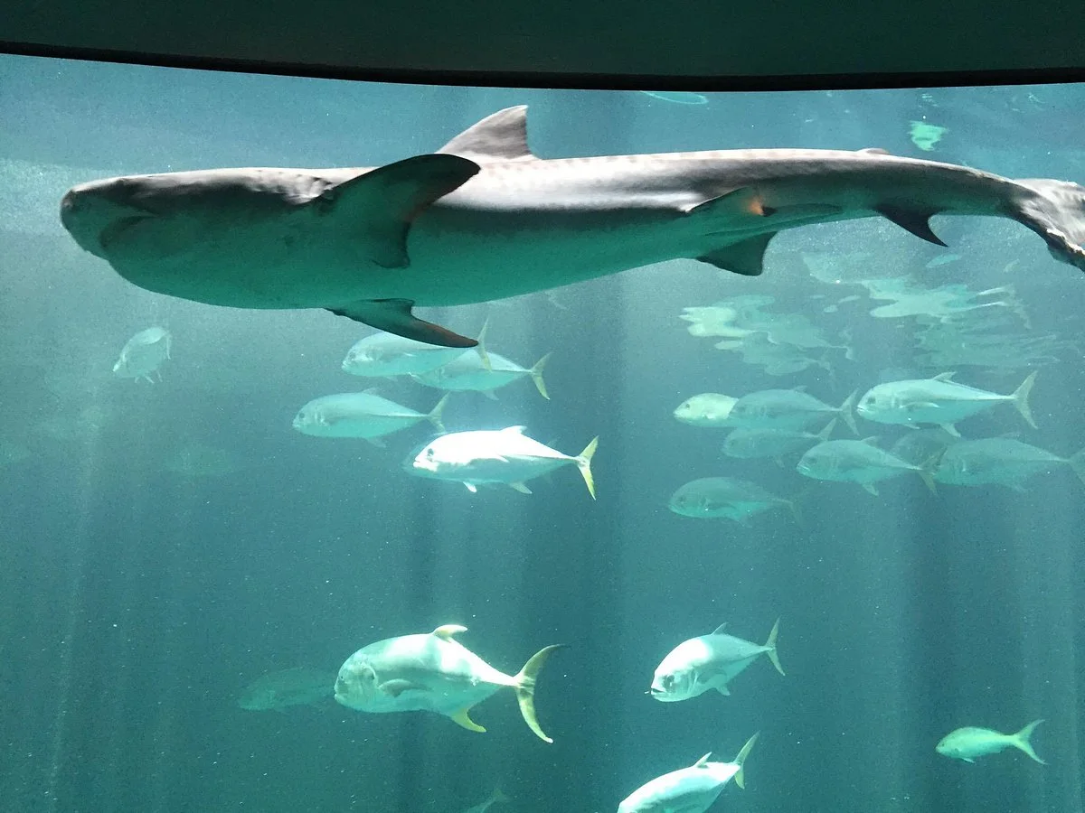 Acuario de Veracruz