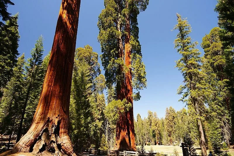 Giant Forest