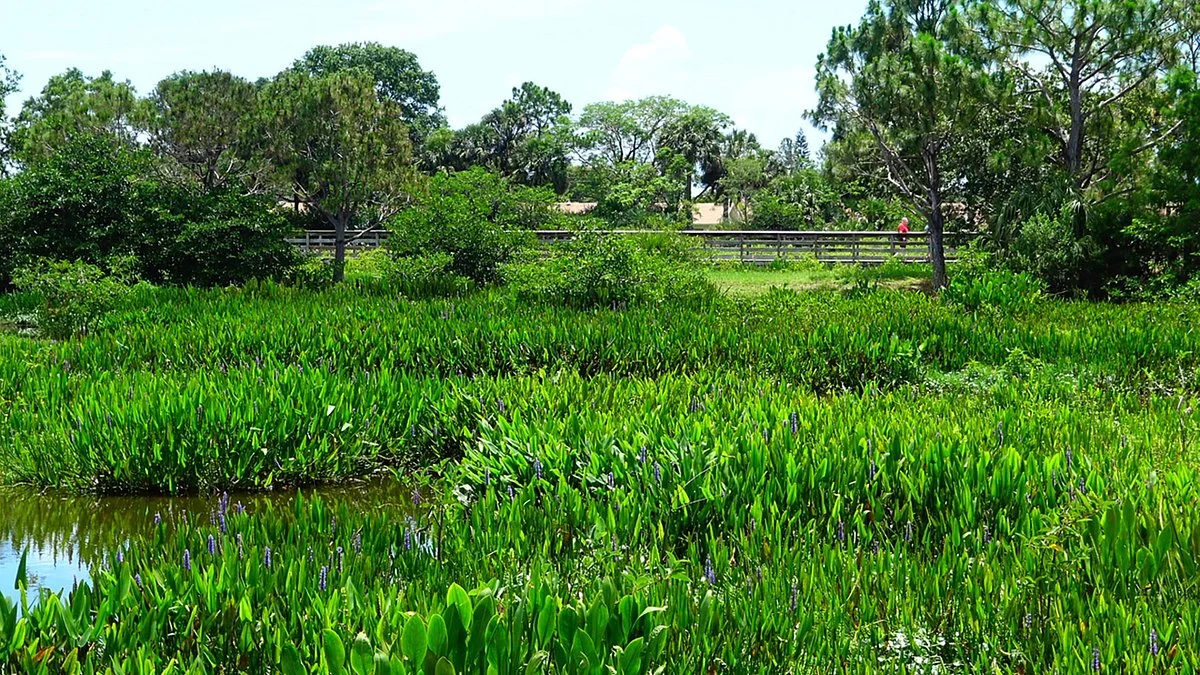 Wakodahatchee Wetlands