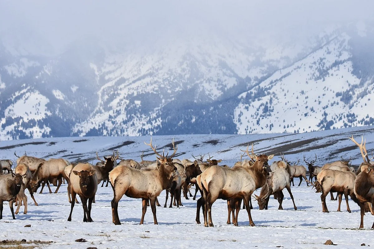 National Elk Refuge