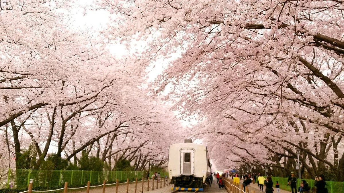 Gyeonghwa Station Cherry Blossom Road