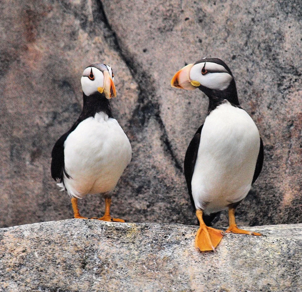 Alaska SeaLife Center