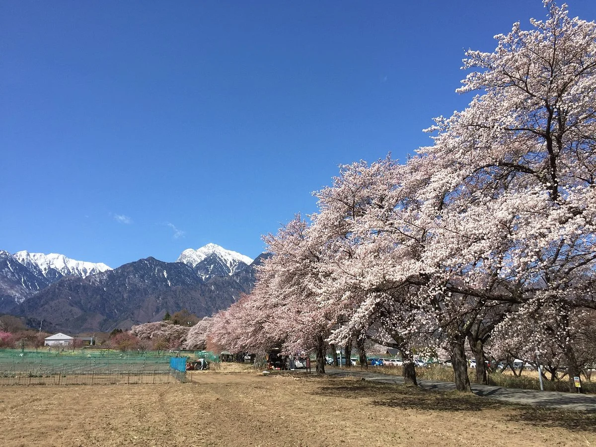 Sanehara Sakura Street
