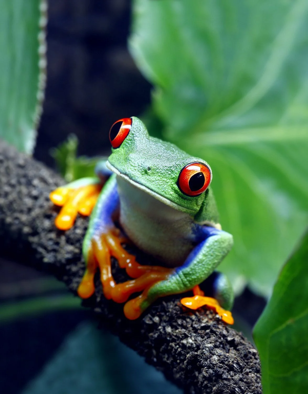 Rainforest Adventures