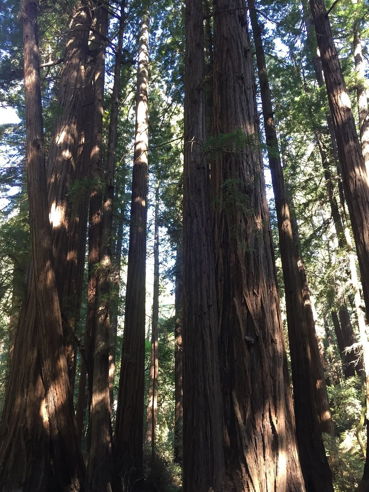 Redwood Regional Park
