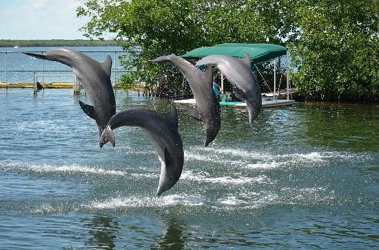 Dolphins Plus Bayside