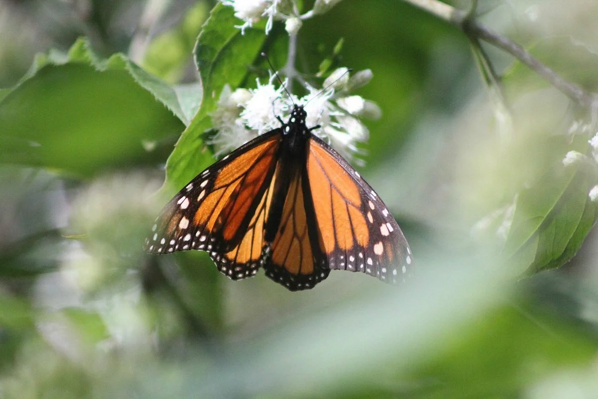 El Rosario Monarch Butterfly Preserve