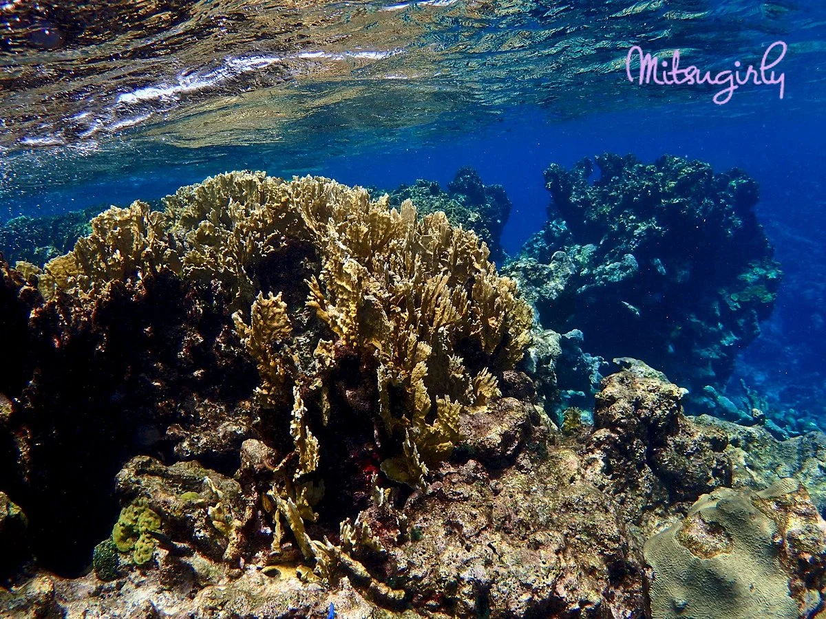 Buck Island Reef National Monument