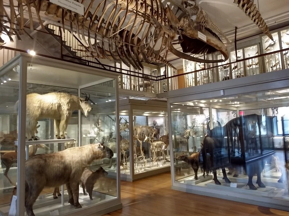 Harvard Museum of Natural History