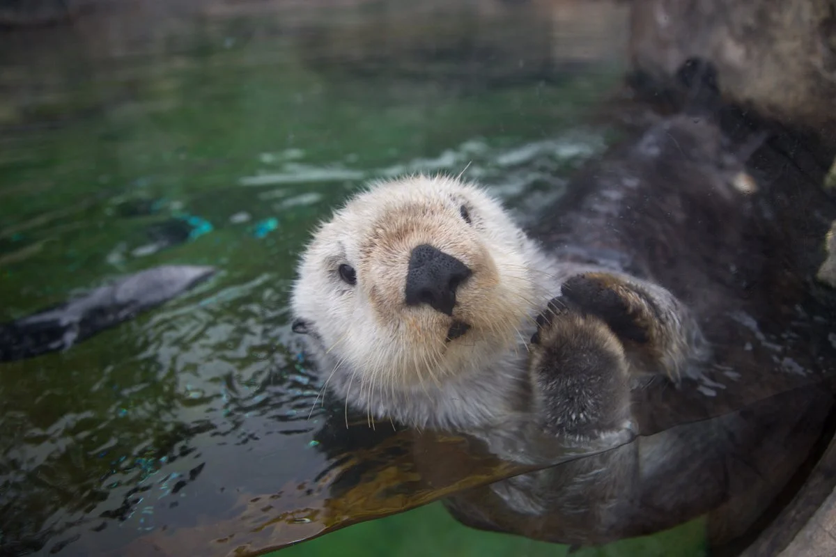 Oregon Coast Aquarium