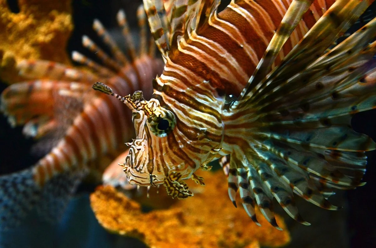 Mote Marine Laboratory & Aquarium