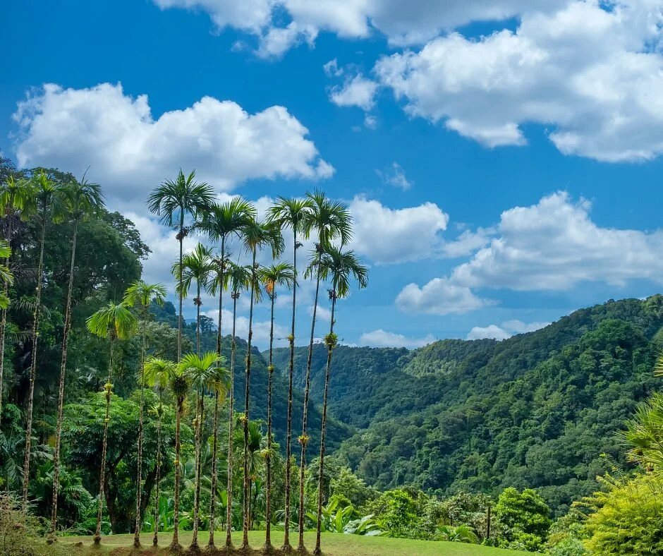 Jardin de Balata