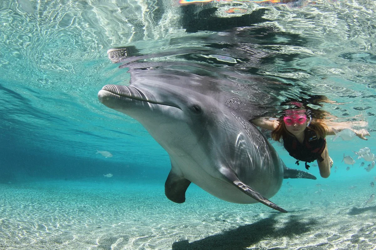 Dolphin Quest