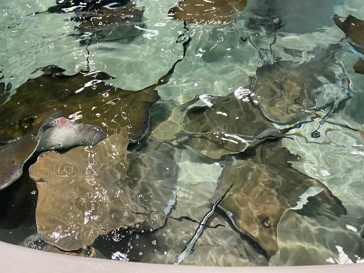 Stingray Reef 215 Kipp Ave
