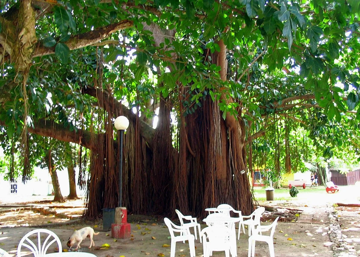 Cuevas de Bellamar