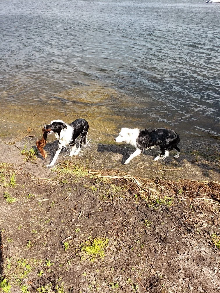 Massassauga Point Conservation Area