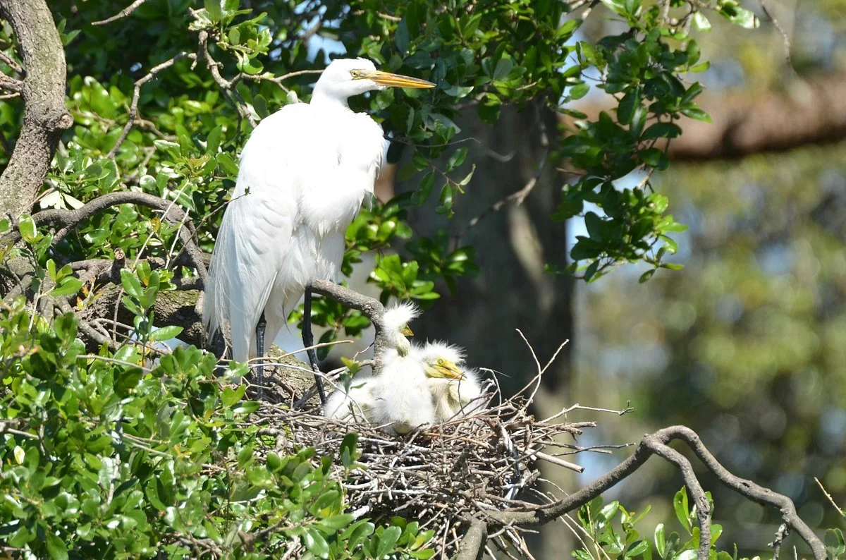St. Augustine Alligator Farm Zoological Park