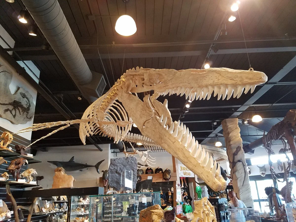 The Dinosaur Store