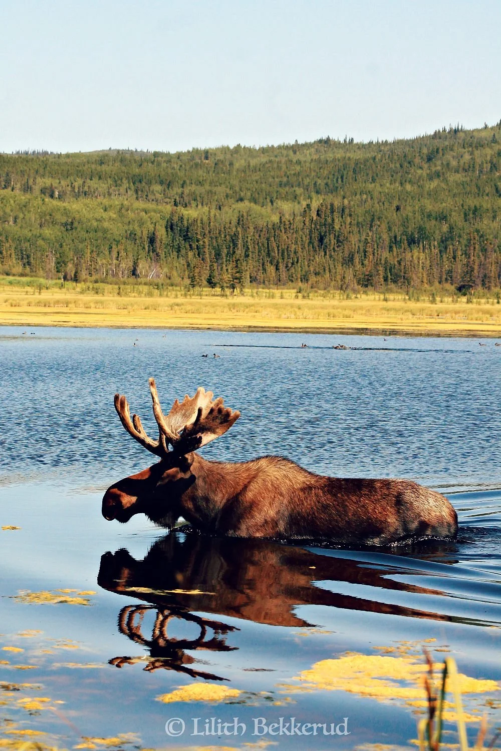 Yukon Wildlife Preserve