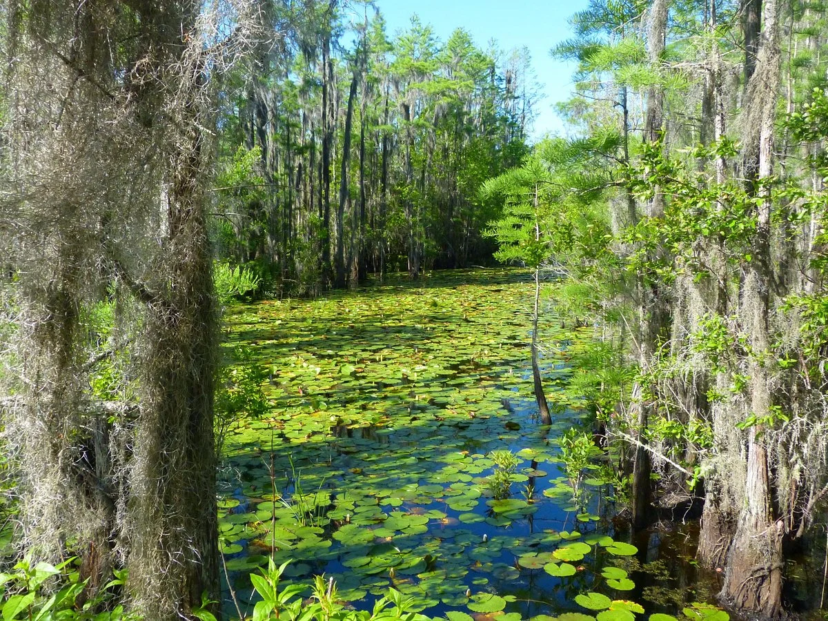 Grand Bay Wildlife Management Area