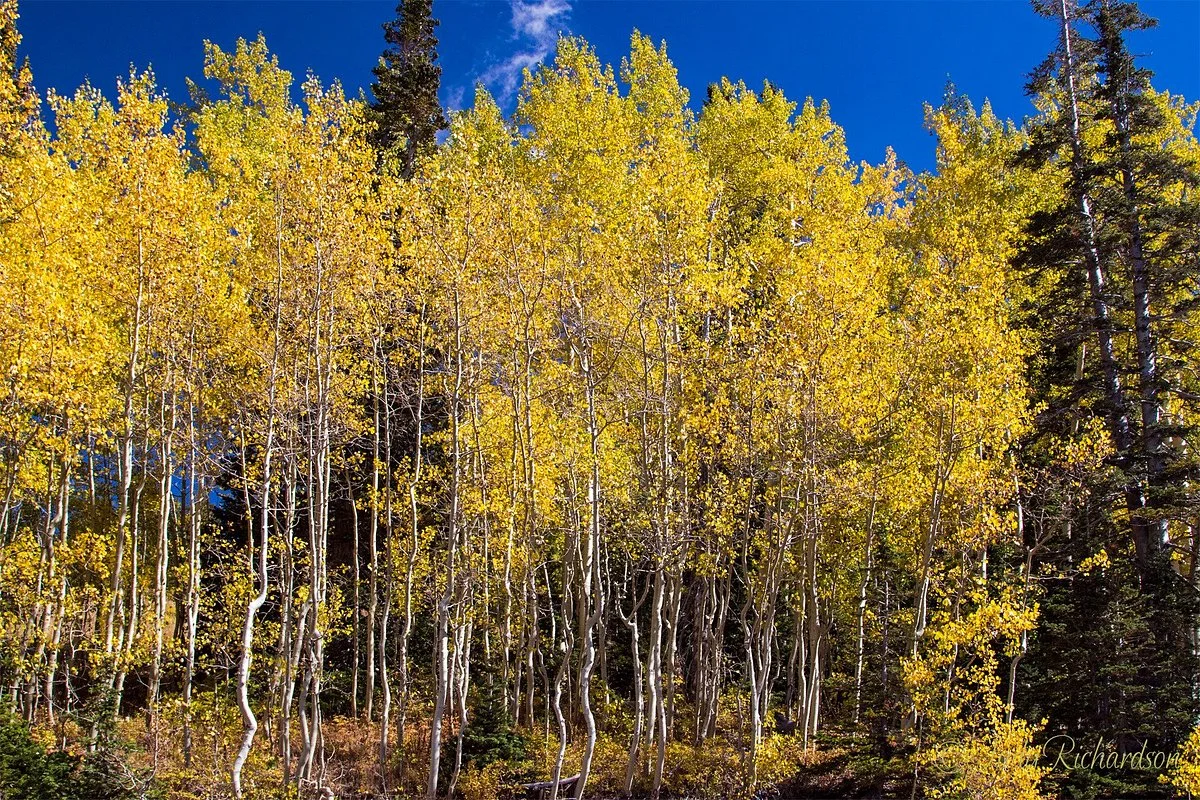 Guardsman Pass Scenic Backway
